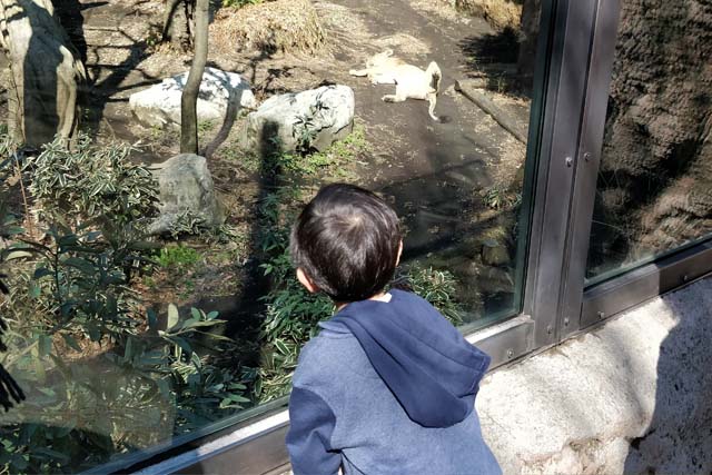 動物園は何歳から楽しめるのか 0歳から通い続けた我が家の場合 ブログが書けたよ